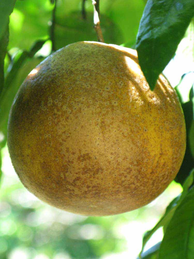            Fruit (Winter Haven, FL)   